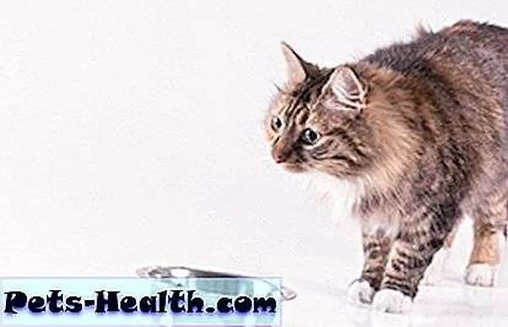 Cat and food bowl by Shutterstock.com. Cat and food bowl by Shutterstock.com.