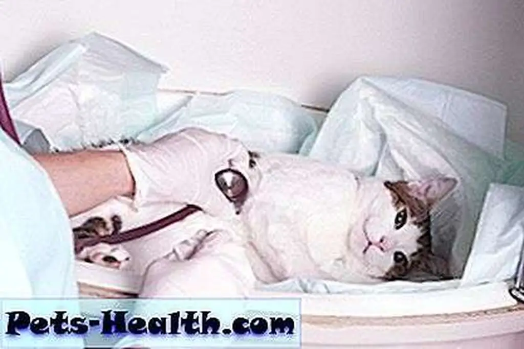 Intensive pet care by Shutterstock.com. Intensive pet care by Shutterstock.com.