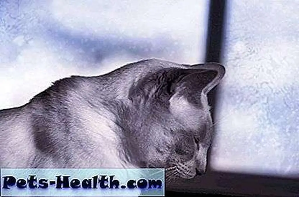 Siamese cat in the winter window, sad attitude by Shutterstock.com Siamese cat in the winter window, sad attitude by Shutterstock.com