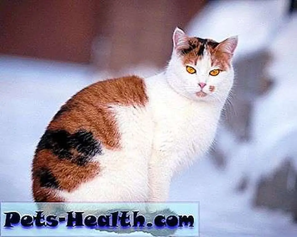 Home cat on the snow by Shutterstock.com Home cat on the snow by Shutterstock.com