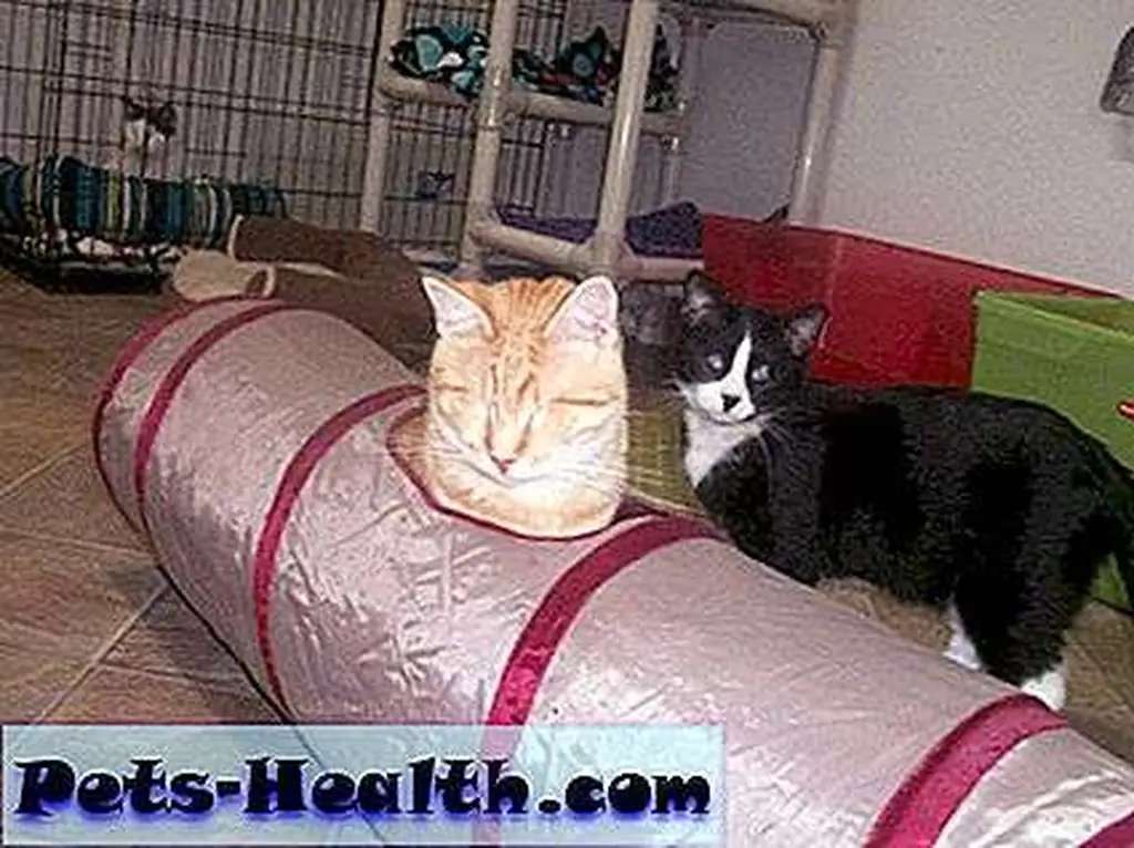 Blind cats Buddy and Izzy. Blind cats Buddy and Izzy.