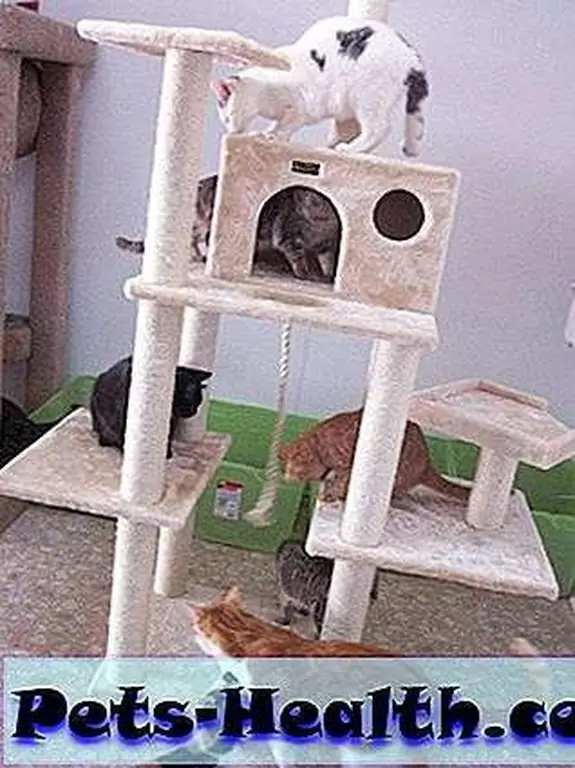 Blind cats enjoy the climber at Alana Miller's rescue sanctuary. Blind cats enjoy the climber at Alana Miller's rescue sanctuary.