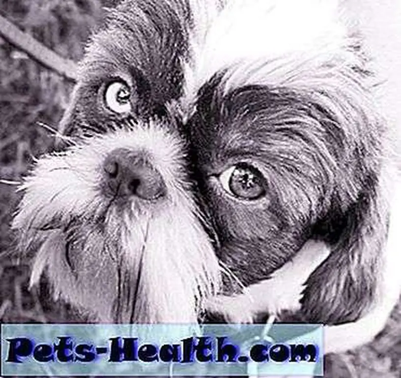 Photo by Mutts Matter Rescue Photo by Mutts Matter Rescue