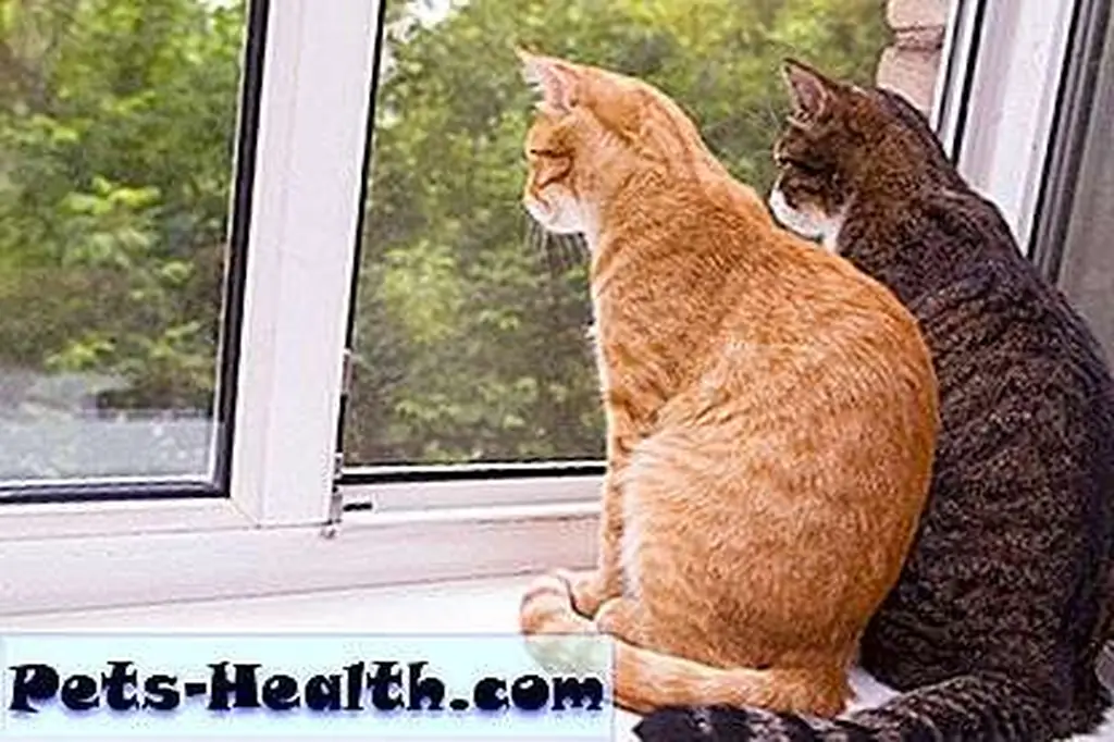 Two cats enjoy each other's company by Shutterstock. Two cats enjoy each other's company by Shutterstock.