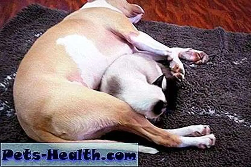 Sleepovers? We have those every night! Sleepovers? We have those every night!
