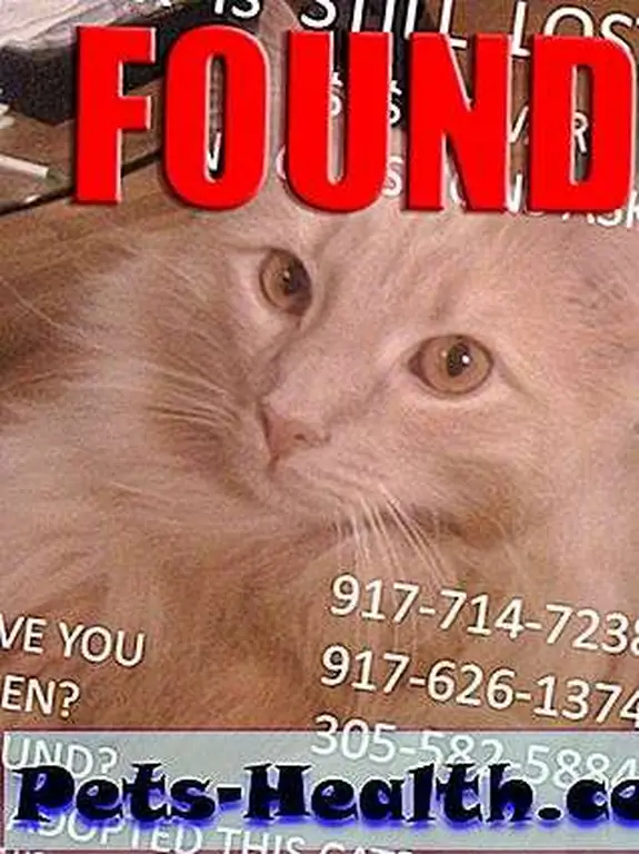 Yay! Jack was found. Now let's rally to help these other kitties in his honor.