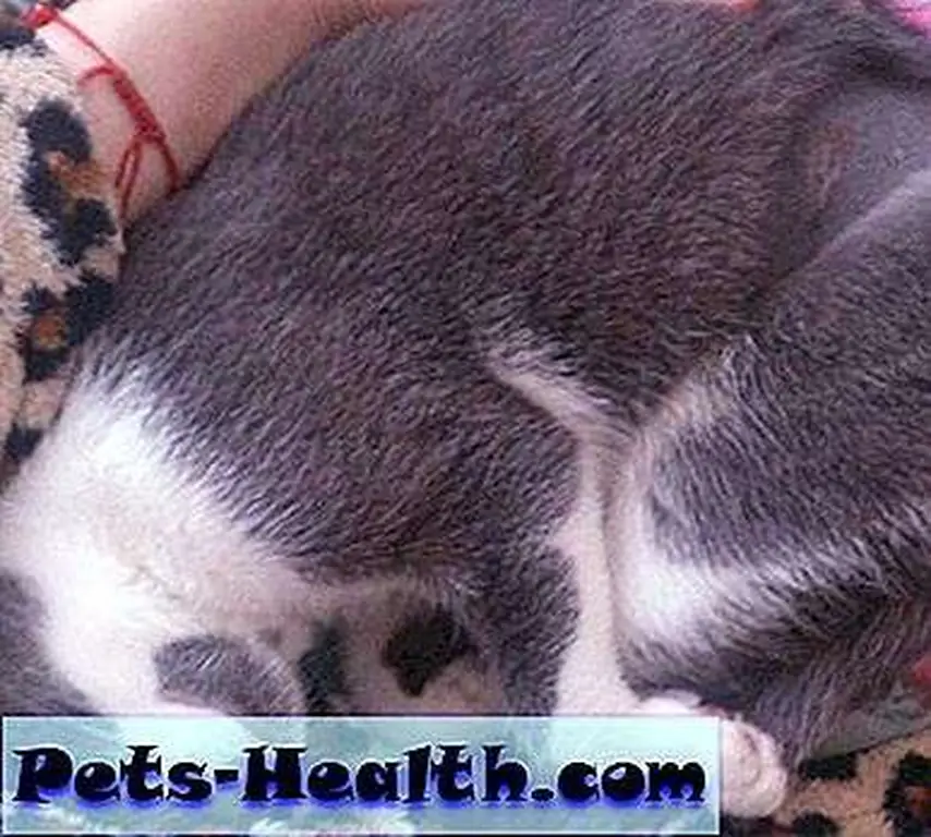 Luci resting in my lap shortly after her spay, with her incision still healing. Luci resting in my lap shortly after her spay, with her incision still healing.