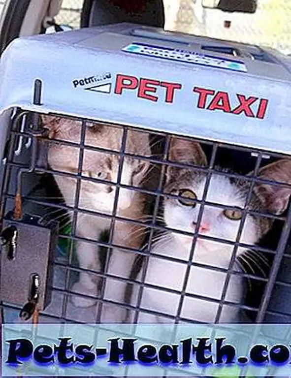Barry and Whiskers on the road from Florida to Illinois last weekend! Barry and Whiskers on the road from Florida to Illinois last weekend!