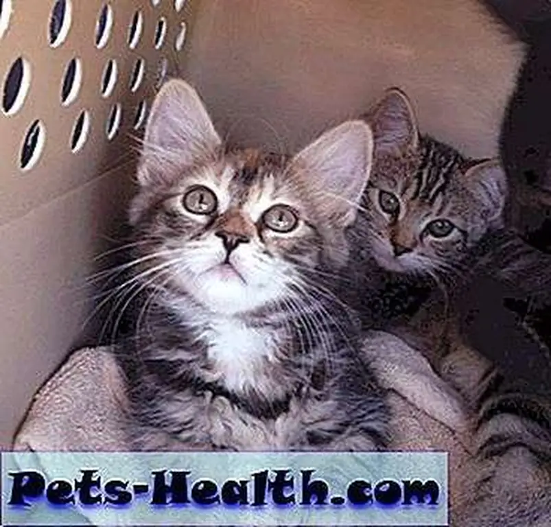More kittens on their car ride to freedom! More kittens on their car ride to freedom!