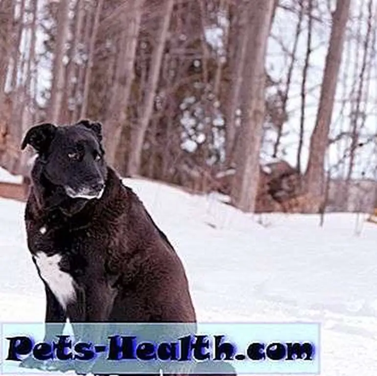 Try to touch your dog's ribs. If it takes effort, the dog might be overweight. Black and white Labrador Retriever, very overweight, sitting outside in the winter by Shutterstock. Try to touch your dog's ribs. If it takes effort, the dog might be overweight. Black and white Labrador Retriever, very overweight, sitting outside in the winter by Shutterstock.