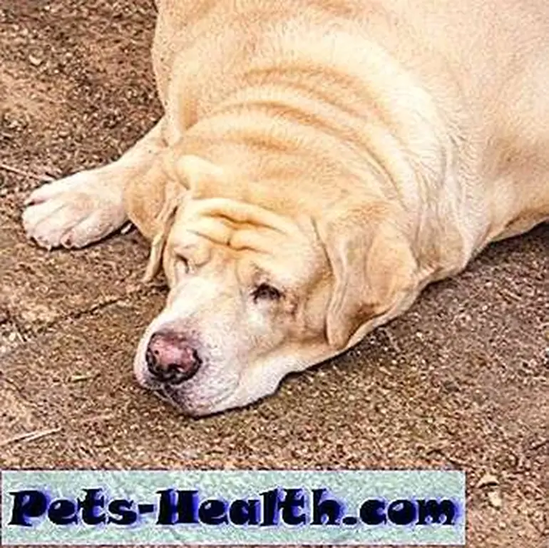 This dog is monstrously fat and frustrated due to troubled bowel movements. Fat labrador retriever sleep on the floor by Shutterstock. This dog is monstrously fat and frustrated due to troubled bowel movements. Fat labrador retriever sleep on the floor by Shutterstock.