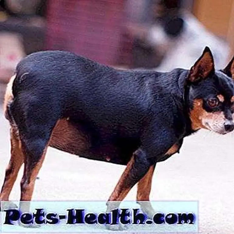 You can see there is practically no slope from the ribs to the hips. This tiny dog is obese. black fat lovely miniature pinscher dog walking on the garage floor surrounding with home background by Shutterstock. You can see there is practically no slope from the ribs to the hips. This tiny dog is obese. black fat lovely miniature pinscher dog walking on the garage floor surrounding with home background by Shutterstock.