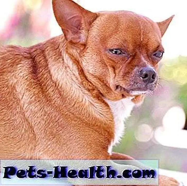 This dog cannot control what or how much he eats. Only you can do that. Fat Brown Chihuahua dog by Shutterstock. This dog cannot control what or how much he eats. Only you can do that. Fat Brown Chihuahua dog by Shutterstock.