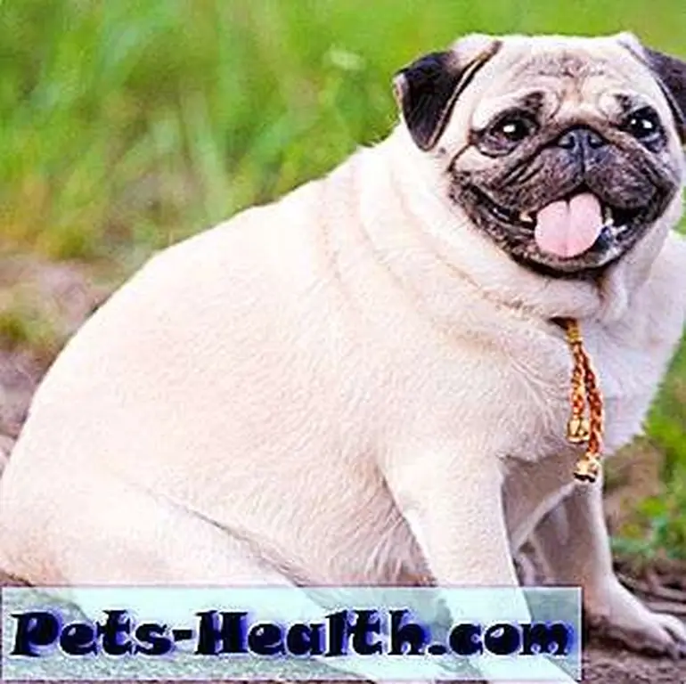 You can improve the length and quality of your dog's life by helping her maintain a consistent weight. Little fat pug sitting on sidewalk in summer park by Shutterstock. You can improve the length and quality of your dog's life by helping her maintain a consistent weight. Little fat pug sitting on sidewalk in summer park by Shutterstock.
