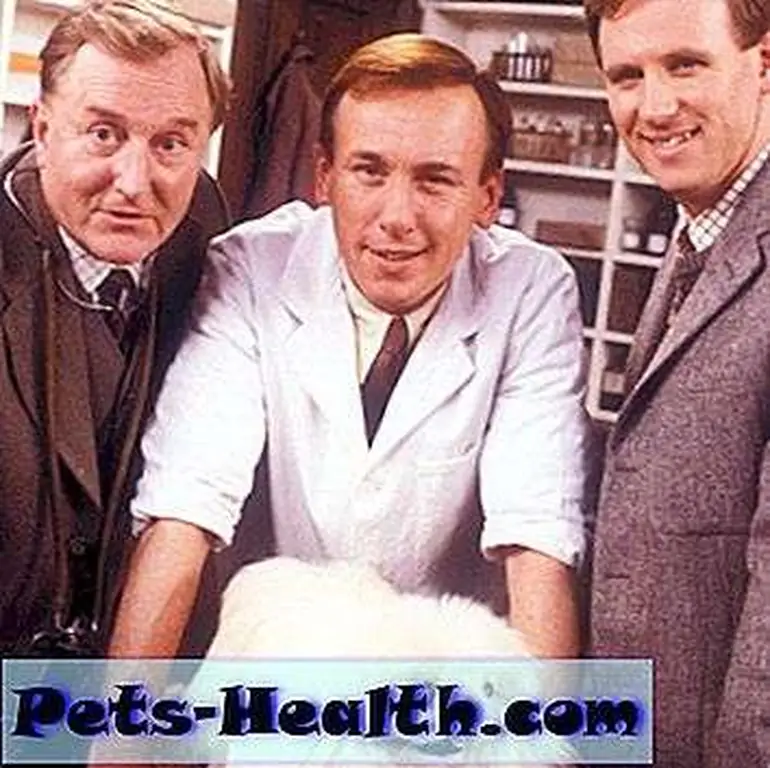 Tricki-Woo's frequent medical problems were largely caused by his obesity. BBC promo photo of Robert Hardy, Christopher Timothy, Peter Davison, and Tricki-Woo from Tricki-Woo's frequent medical problems were largely caused by his obesity. BBC promo photo of Robert Hardy, Christopher Timothy, Peter Davison, and Tricki-Woo from