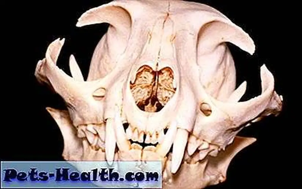 Cats' fangs are designed for catching and killing prey. Their sharp molars are built to act like scissors and cut up meat so they can swallow it in chunks, and their tiny incisors serve as grooming aids. Cat skull by Shutterstock Cats' fangs are designed for catching and killing prey. Their sharp molars are built to act like scissors and cut up meat so they can swallow it in chunks, and their tiny incisors serve as grooming aids. Cat skull by Shutterstock