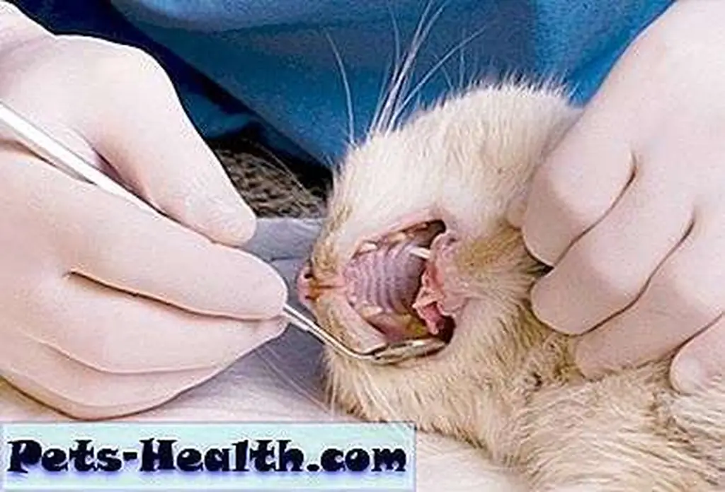 Cat having a dental cleaning by Shutterstock Cat having a dental cleaning by Shutterstock