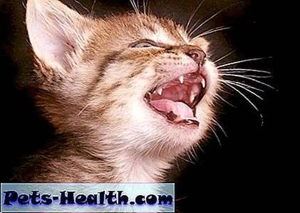 Kittens' baby teeth start erupting around 2 weeks of age. Kitten meowing by Shutterstock Kittens' baby teeth start erupting around 2 weeks of age. Kitten meowing by Shutterstock