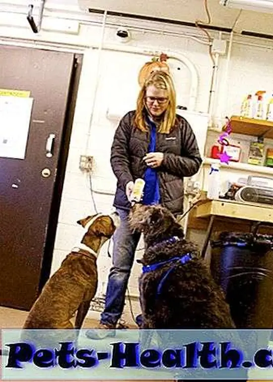 Are you part of the five percent that ensures their dog receives professional training? Are you part of the five percent that ensures their dog receives professional training?