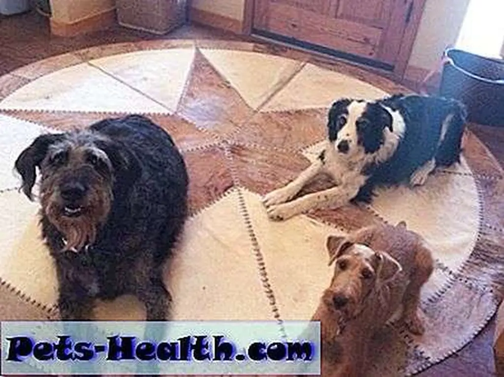 Dogs need clear communication AND motivation to learn, just as humans do. Dogs need clear communication AND motivation to learn, just as humans do.