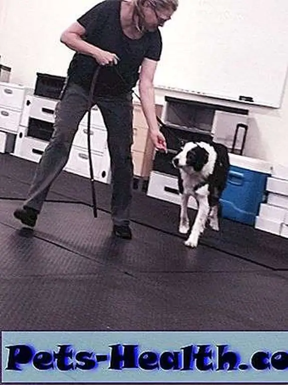 Our trainer is BEGGING you to take a positive reinforcement class -- ANY class -- with your dog. Our trainer is BEGGING you to take a positive reinforcement class -- ANY class -- with your dog.