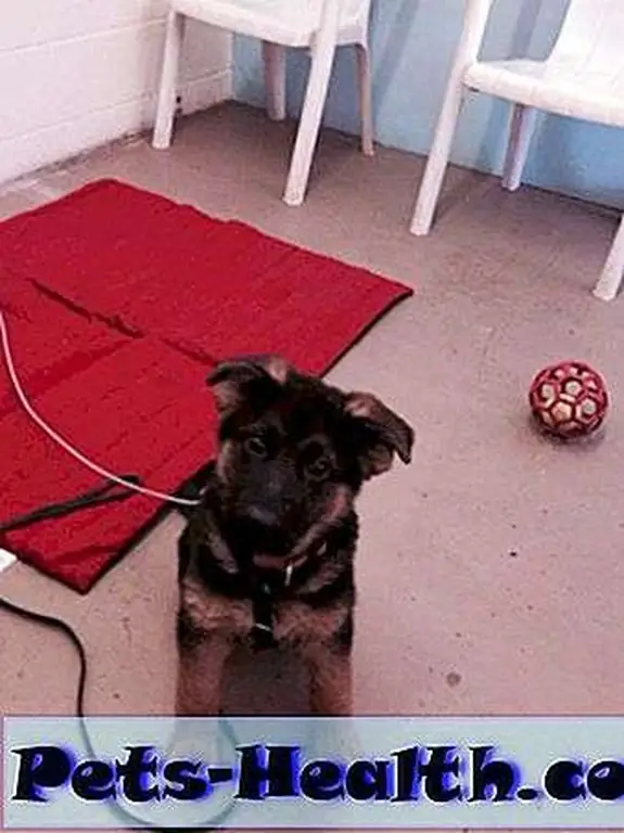 Puppies don't arrive on your doorstep knowing what behaviors we want from them. It's up to you to train them with patience and without pain. Puppies don't arrive on your doorstep knowing what behaviors we want from them. It's up to you to train them with patience and without pain.