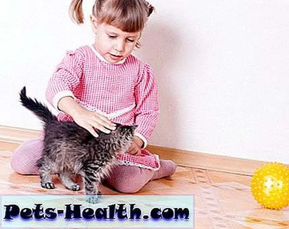 Ask if the cat like to be petted a certain way. Ask if the cat like to be petted a certain way.