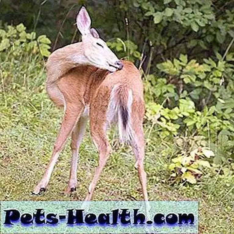 Several tick species find the white-tailed deer to be an excellent host. White-tailed doe scratching an itch by Shutterstock Several tick species find the white-tailed deer to be an excellent host. White-tailed doe scratching an itch by Shutterstock