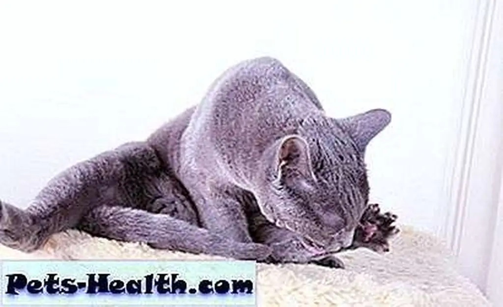 Cats are so good at grooming themselves that you may never even see a tick, even if they have been bitten an infected. Russian Blue cat grooming itself by Shutterstock Cats are so good at grooming themselves that you may never even see a tick, even if they have been bitten an infected. Russian Blue cat grooming itself by Shutterstock