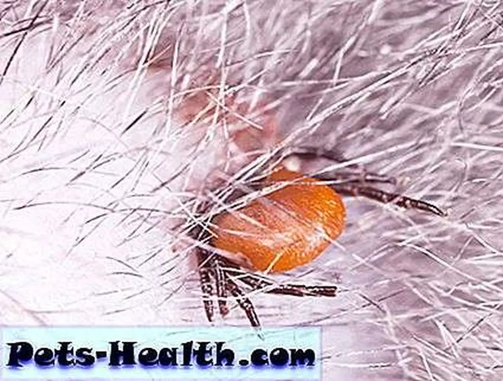 This is a deer tick, not a Lone Star tick, but all ticks feed by burying their heads into the skin and drinking the host animal's blood until they're engorged, at which time they fall off and start the whole thing all over again. Tick feeding on a cat, extreme close-up by Shutterstock This is a deer tick, not a Lone Star tick, but all ticks feed by burying their heads into the skin and drinking the host animal's blood until they're engorged, at which time they fall off and start the whole thing all over again. Tick feeding on a cat, extreme close-up by Shutterstock