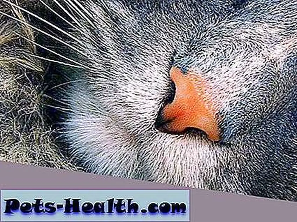 Smooch! Nose by Flickr Creative Commons Smooch! Nose by Flickr Creative Commons