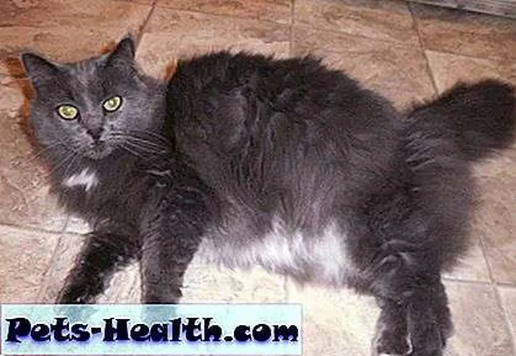 Sweet Saffy, I want to nosedive into your floof. Sweet Saffy, I want to nosedive into your floof.