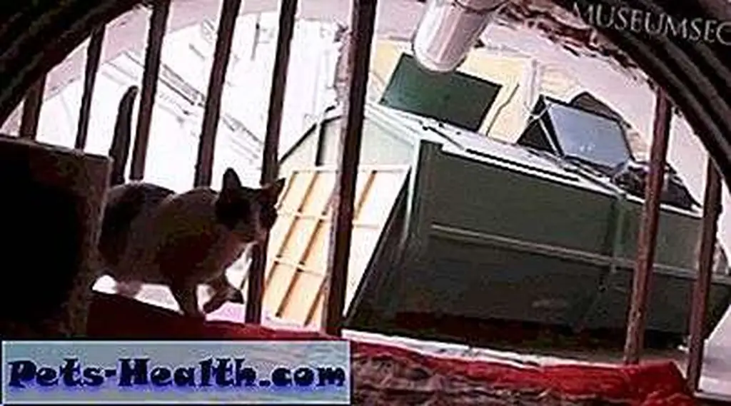 A cat on patrol at the Hermitage Museum. Image: Screen capture from MuseumSecrets.tv video A cat on patrol at the Hermitage Museum. Image: Screen capture from MuseumSecrets.tv video