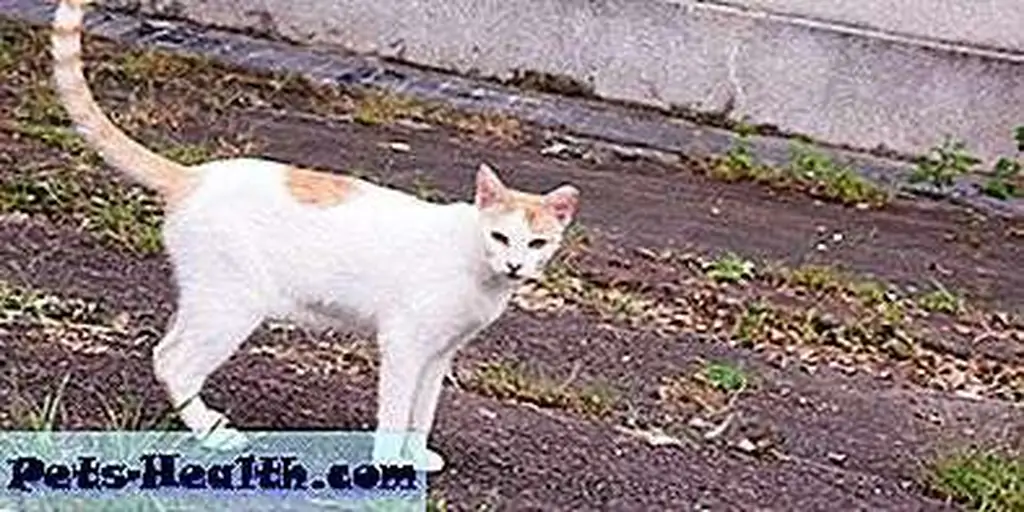 If you can't take care of a cat, don't just dump him. Stray cat in white and yellow by Shutterstock.com If you can't take care of a cat, don't just dump him. Stray cat in white and yellow by Shutterstock.com