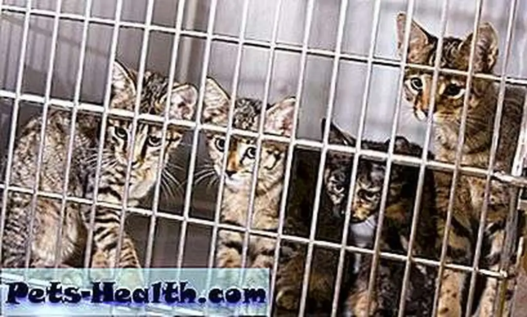 Unneutered cats make kittens. Lots of kittens. And they all need homes. Four kittens in a cage by Shutterstock.com Unneutered cats make kittens. Lots of kittens. And they all need homes. Four kittens in a cage by Shutterstock.com