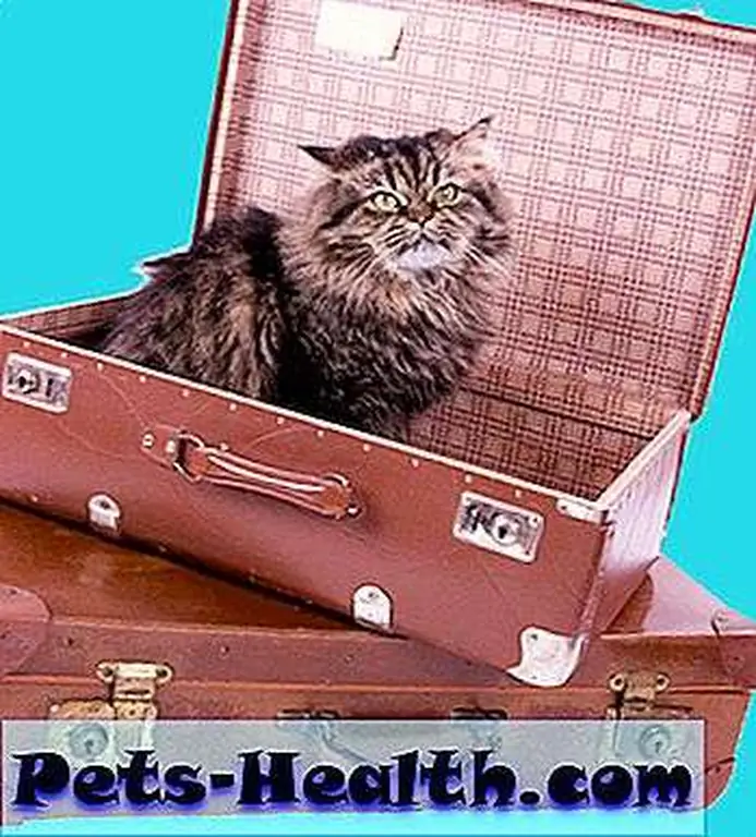 Moving? Of course you should take the cat, too. A cat in vintage suitcases by Shutterstock. Moving? Of course you should take the cat, too. A cat in vintage suitcases by Shutterstock.