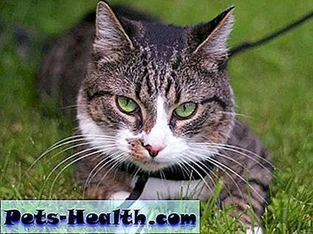 Think this cat is happy about going for a walk? Think this cat is happy about going for a walk?