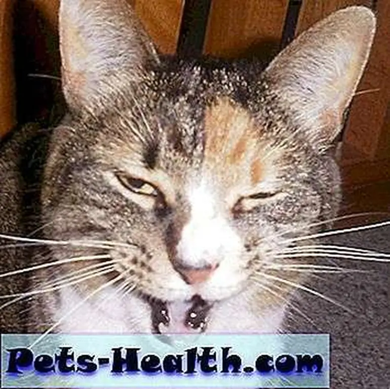 Snarky McSnarkington