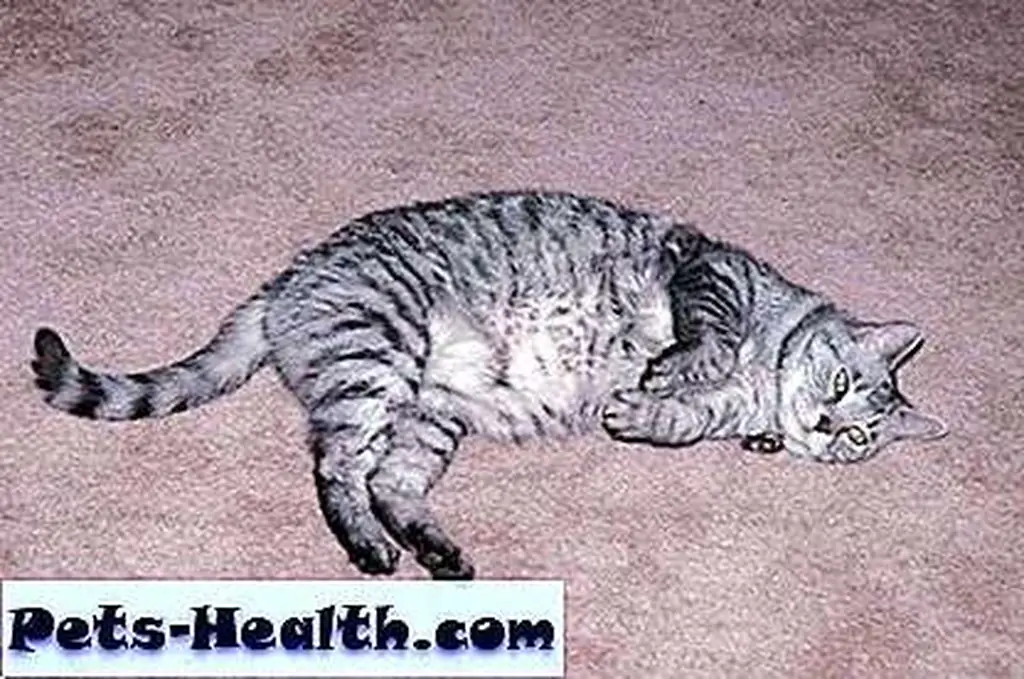 carpet_cat carpet_cat