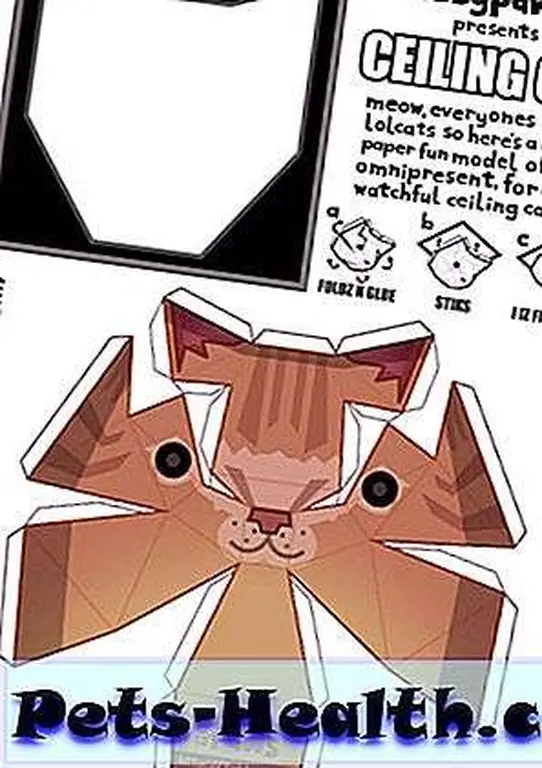 Tubbypaws' template. Tubbypaws' template.