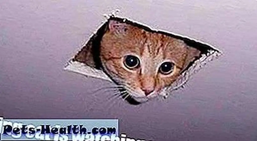 Ceiling Cat is probably an Aquarian. Ceiling Cat is probably an Aquarian.