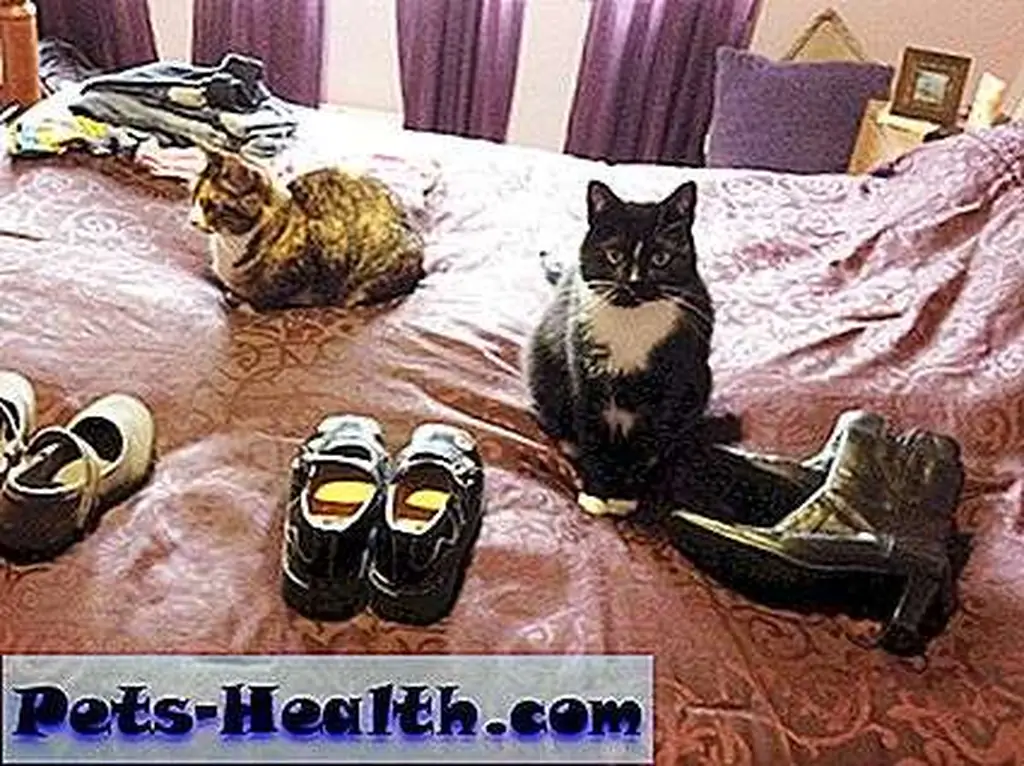 In an unpredicted move, Cosmo skips over the cat Mary Janes and goes for the boots. In an unpredicted move, Cosmo skips over the cat Mary Janes and goes for the boots.