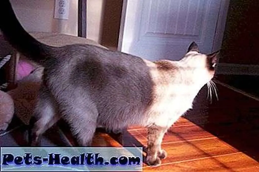 Keeping watch over the Guardians