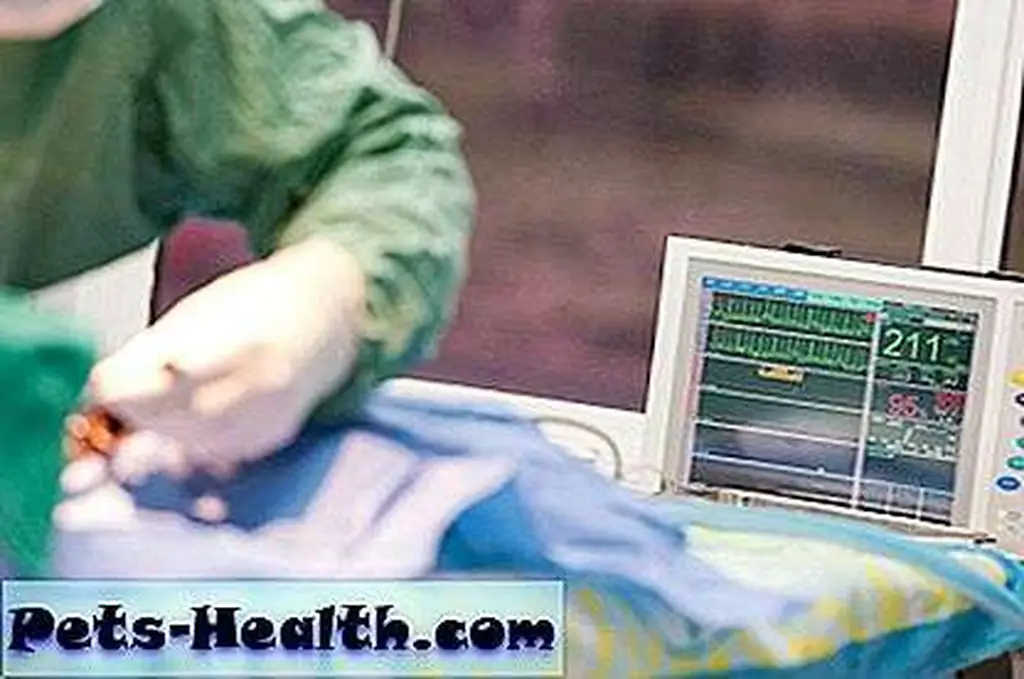 Cat having surgery by Shutterstock Cat having surgery by Shutterstock