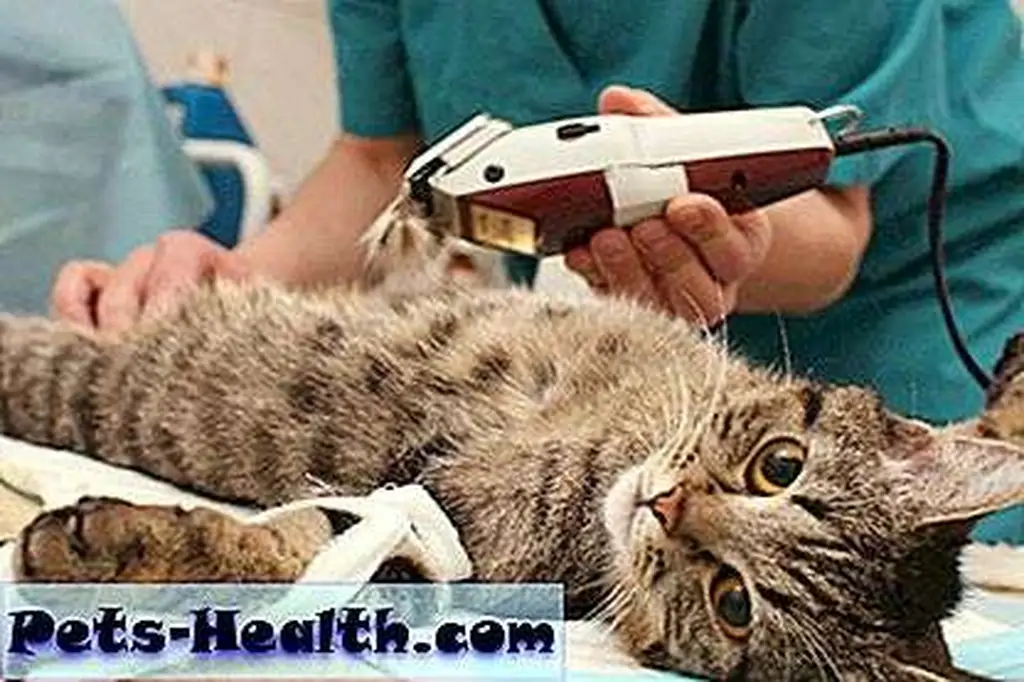 Cat being prepared for spay surgery by Shutterstock Cat being prepared for spay surgery by Shutterstock