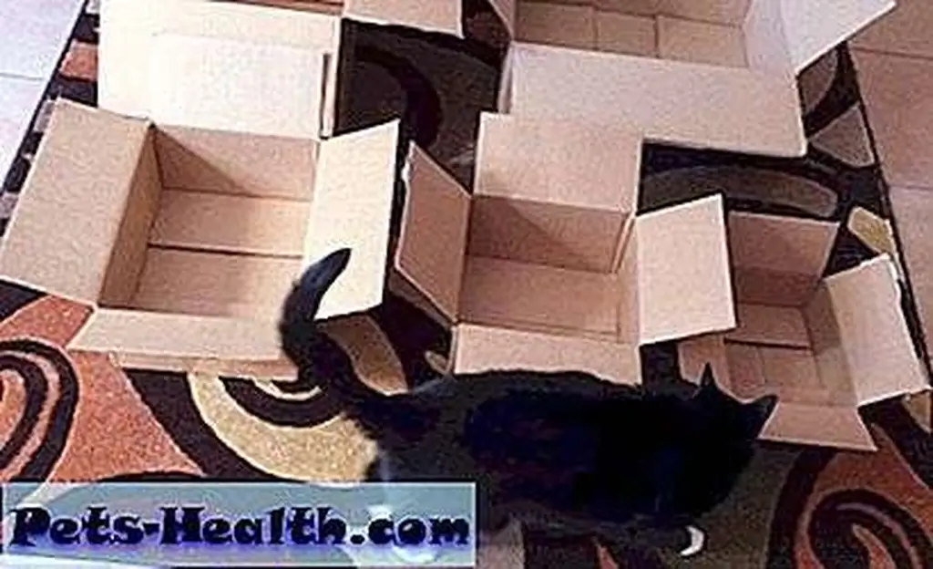 Cosmo examines the boxes. Cosmo examines the boxes.