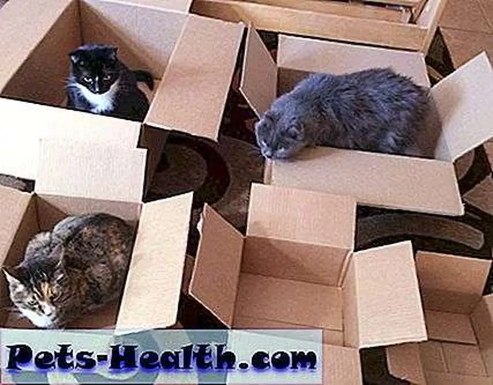 Saffy wonders if she's made the right choice. Saffy wonders if she's made the right choice.