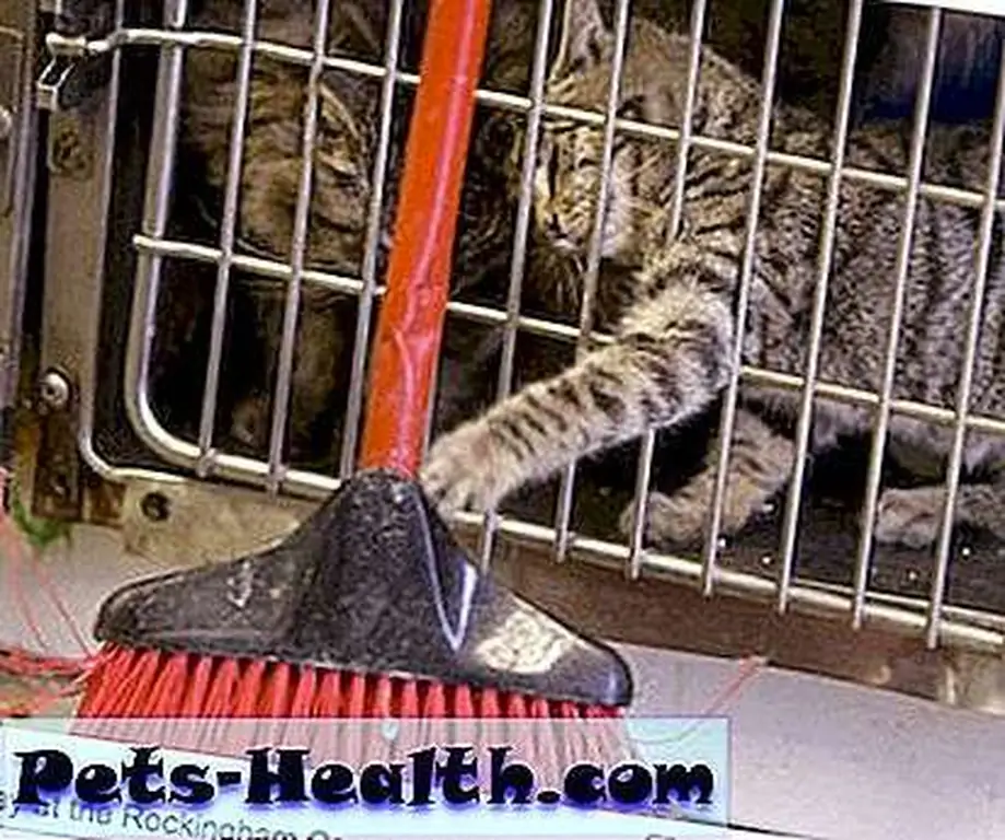 sheltercats sheltercats