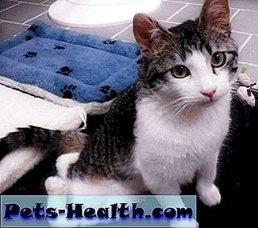 Corky was born with a bone deformity that made his rear legs grow backwards and crisscrossed. Corky was born with a bone deformity that made his rear legs grow backwards and crisscrossed.