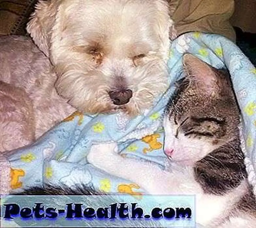 Corky snuggles with his new friend. Corky snuggles with his new friend.